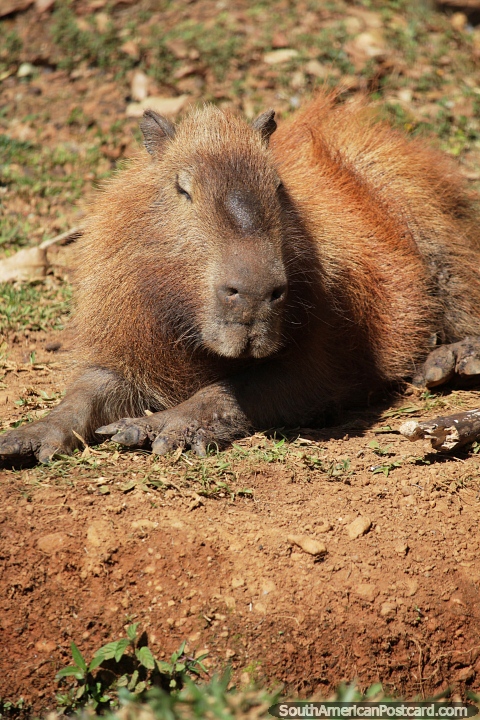 Capybara at Brasilia zoo, peaceful animals that enjoy land and water. (480x720px). Brazil, South America.