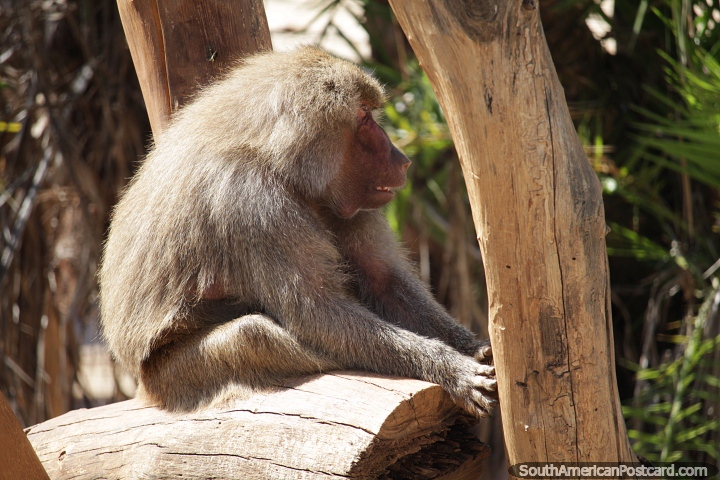 Macaco no zoolgico de Braslia. (720x480px). Brasil, Amrica do Sul.