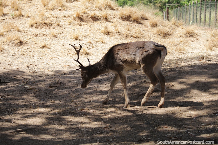 A deer at the zoo in Goiania. (720x480px). Brazil, South America.