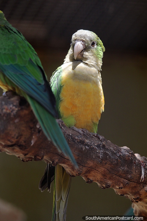 Caatinga parakeet, eats fruit, buds and seeds, Goiania zoo. (480x720px). Brazil, South America.
