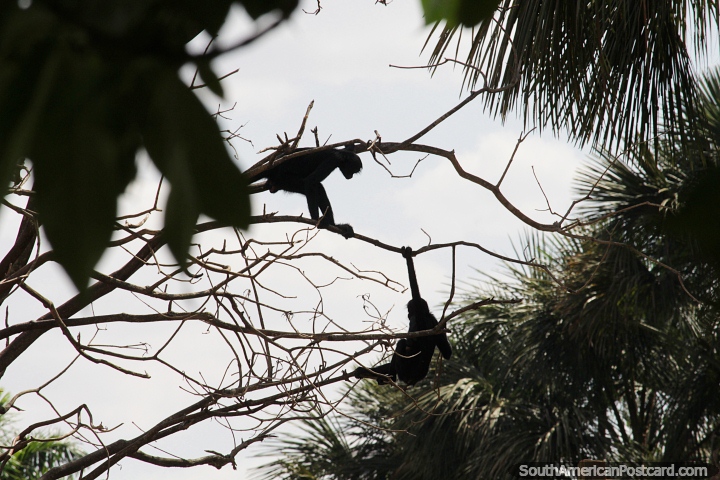 Silhouette of spider monkeys in the trees in Goiania. (720x480px). Brazil, South America.