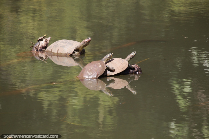 4 tortugas posadas sobre troncos de madera en las aguas que rodean el zoolgico de Goiania. (720x480px). Brasil, Sudamerica.
