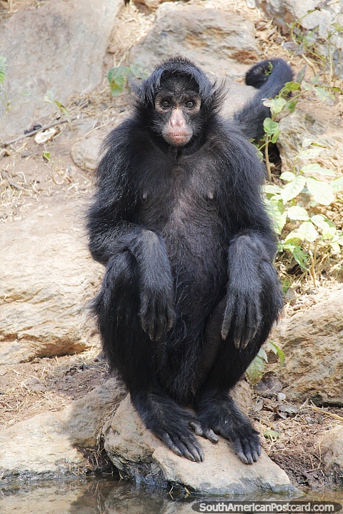 Black-face spider monkey, eats fruit, flowers, seeds and insects, Goiania zoo. (480x720px). Brazil, South America.