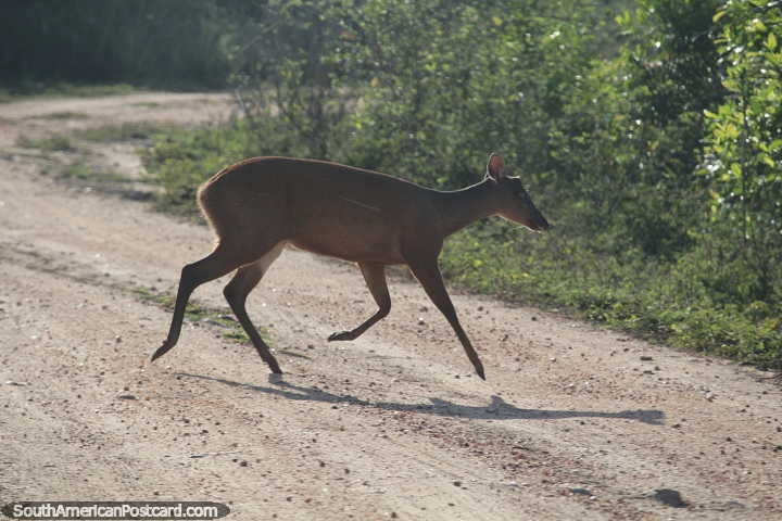 Large marsh deer crosses the Transpantaneira road in the Pantanal around Pocone. (720x480px). Brazil, South America.