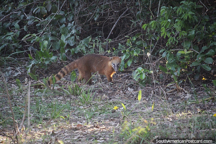South American Coati, a member of the raccoon family, the Pantanal, Pocone. (720x480px). Brazil, South America.