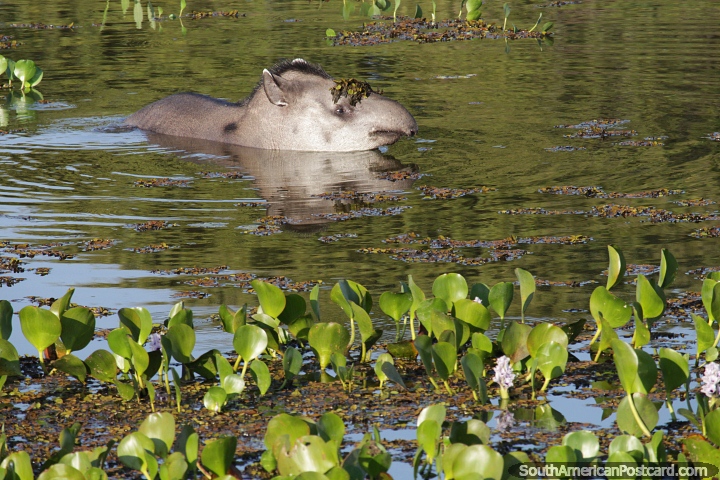 Tapir swims in the green waters of the marsh in the Pantanal around Pocone. (720x480px). Brazil, South America.