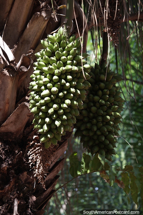 Huge bunches of bananas growing in Campo Grande, gateway to the Pantanal. (480x720px). Brazil, South America.