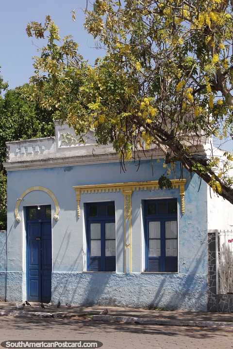 Fachada de casa antigua y colorido rbol amarillo en Corumb. (480x720px). Brasil, Sudamerica.