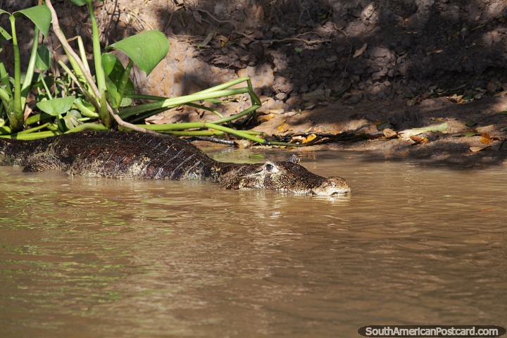 Caiman meio submerso no rio mantm olhar atento no Pantanal, em Corumb. (720x480px). Brasil, Amrica do Sul.
