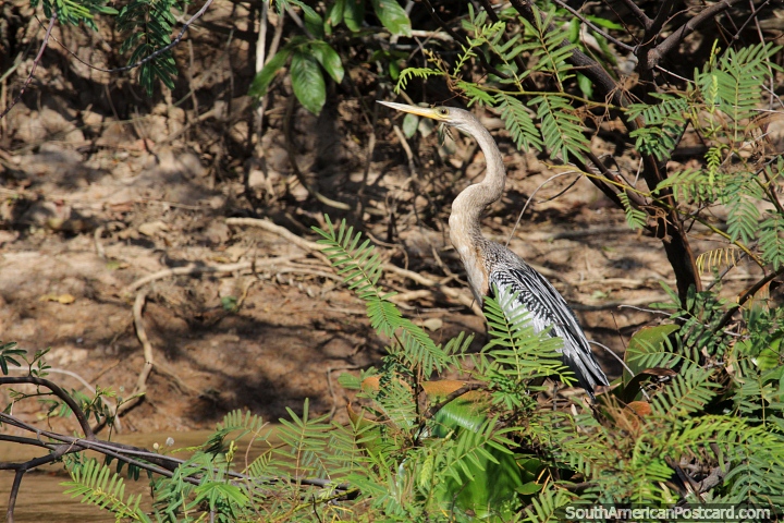 Brown heron with black and grey feathers in the Pantanal in Corumba. (720x480px). Brazil, South America.