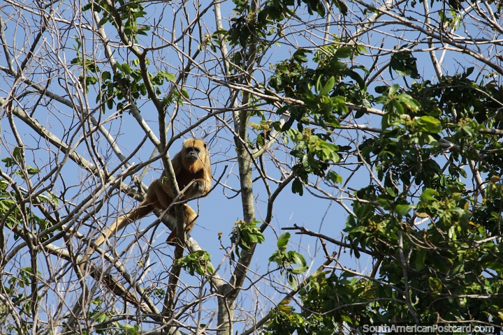Macaco Bugio Dourado no Pantanal de Corumb, eles vivem de 15 a 20 anos na natureza. (720x480px). Brasil, Amrica do Sul.