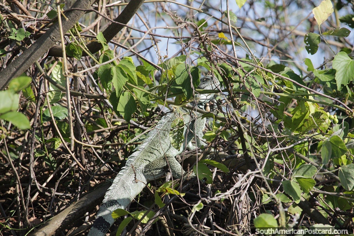 Uma iguana obscurecida pela rvore e sua pele verde no Pantanal, Corumb. (720x480px). Brasil, Amrica do Sul.