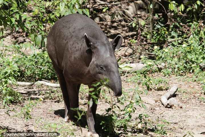 With a lifespan of 25-30yrs, the tapir roams the Pantanal, often alone, Corumba. (720x480px). Brazil, South America.