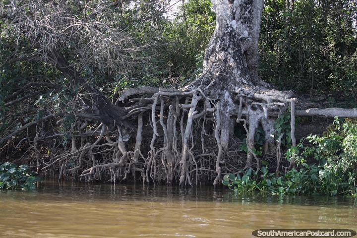 Root system of a tree is eroded as the water runs along the riverbanks in the Pantanal in Corumba. (720x480px). Brazil, South America.