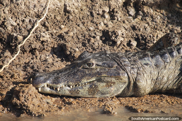 Caiman with a mouth full of sharp teeth on the edge of the Paraguay River in the Pantanal, Corumba. (720x480px). Brazil, South America.