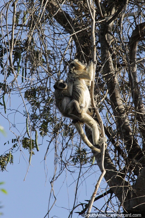 White female monkey with a baby on its back climbs up a tree in the Pantanal, Corumba. (480x720px). Brazil, South America.