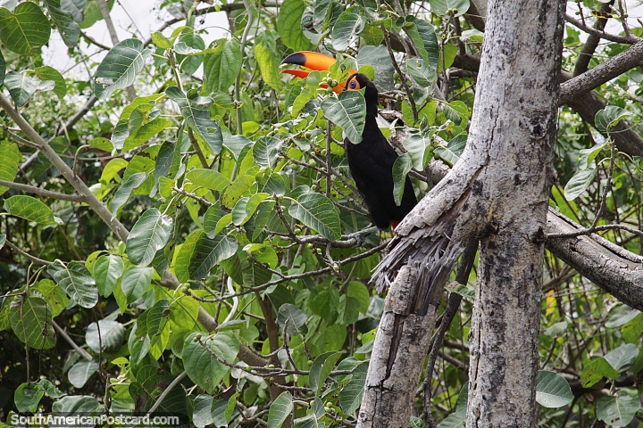 Tucanos, gostam de comer alimentos das rvores e explorar as matas do Pantanal, Corumb. (720x480px). Brasil, Amrica do Sul.