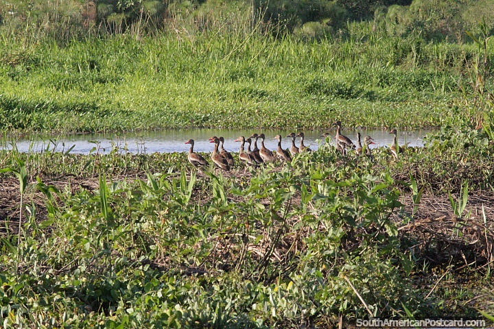 Una familia de patos en los humedales del Pantanal alrededor de Corumb. (720x480px). Brasil, Sudamerica.