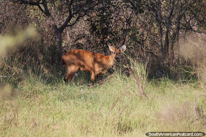 O cervo-do-pantanal s vezes pode ter curiosidade pelos humanos, o Pantanal de Corumb. (720x480px). Brasil, Amrica do Sul.