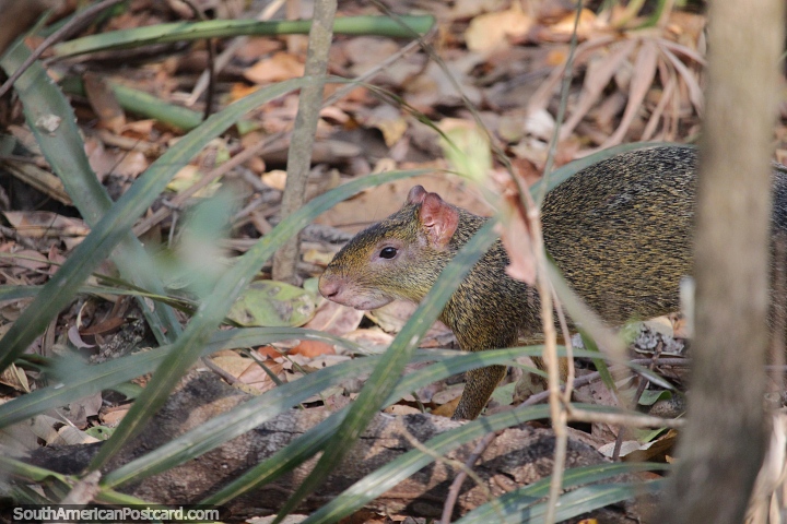 Azara's Agouti, rodent creatures of the forest, bigger than guinea pigs, Pantanal, Corumba. (720x480px). Brazil, South America.