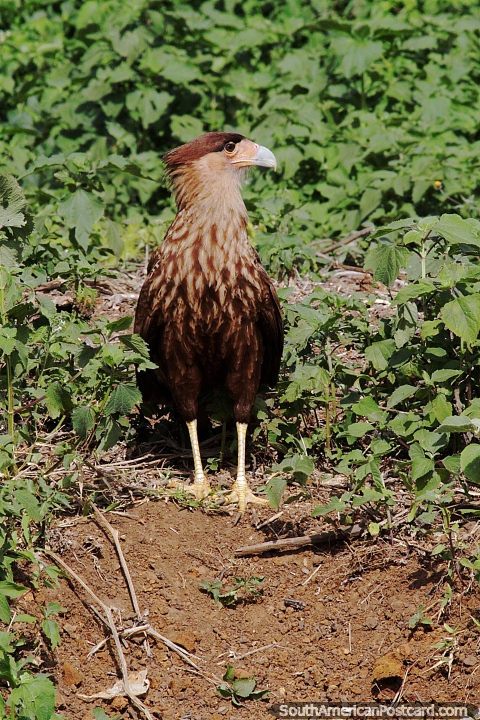 Southern Crested Caracara, very common bird of prey in the Pantanal, Corumba. (480x720px). Brazil, South America.