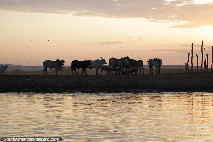 Cows on the banks of the Paraguay River at sunset in Corumba. (720x480px). Brazil, South America.