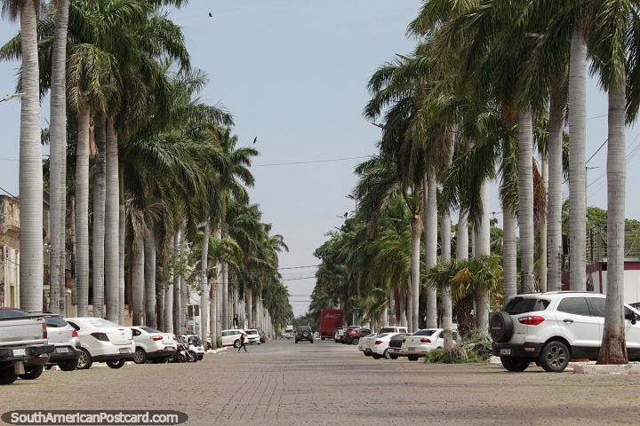 Street lined with hundreds of palm trees in Corumba. (720x480px). Brazil, South America.