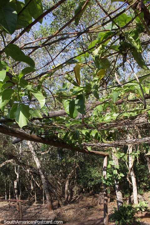 Trepadeiras frondosas crescem no interior de Bonito. (480x720px). Brasil, Amrica do Sul.
