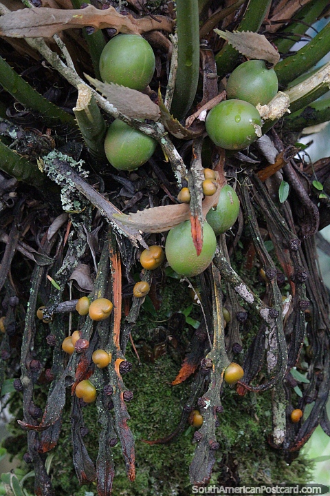 Cocos que crecen en la naturaleza en la plaza de las orqudeas en Joinville. (480x720px). Brasil, Sudamerica.