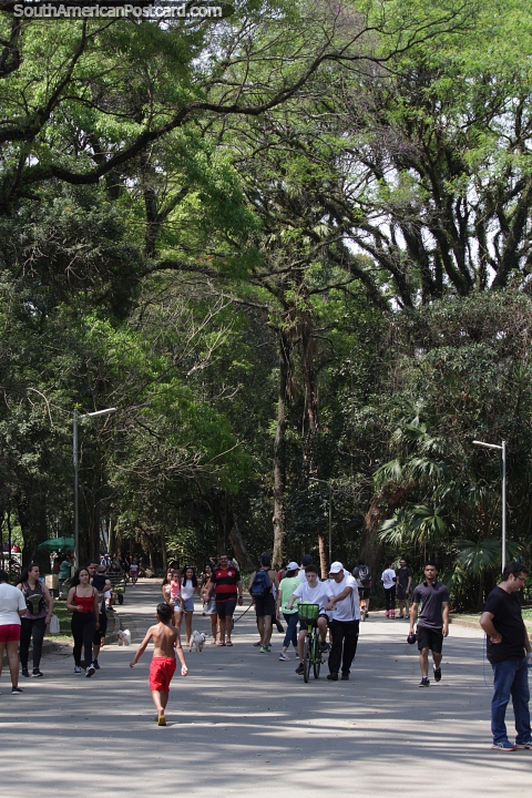 Parque Ibirapuera, parque grande y popular en Sao Paulo con actividades al aire libre, museos y exposiciones. (480x720px). Brasil, Sudamerica.