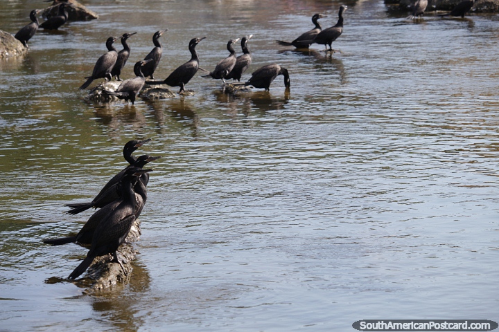 Black river birds of the Barra Canal in Barra da Lagoa in Florianopolis. (720x480px). Brazil, South America.