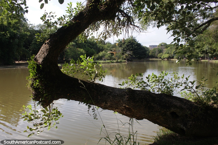 Parque Farroupilha com lago, importante parque urbano de Porto Alegre. (720x480px). Brasil, Amrica do Sul.