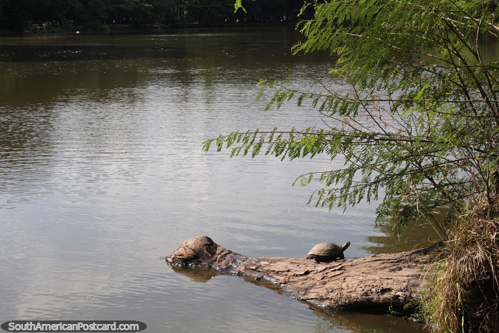 Small turtle on a log in the lake at Farroupilha Park in Porto Alegre. (720x480px). Brazil, South America.