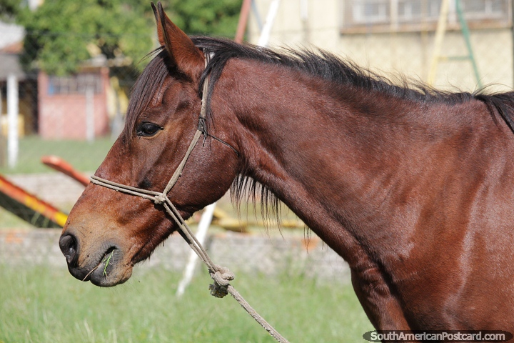 Cavalo pardo aproveitando seu dia em Alegrete. (720x480px). Brasil, Amrica do Sul.