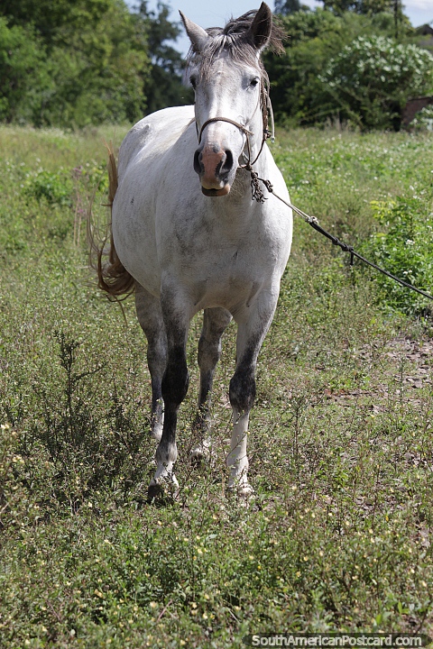 Hermoso caballo blanco pastando en la hierba de la antigua estacin de tren de Alegrete. (480x720px). Brasil, Sudamerica.