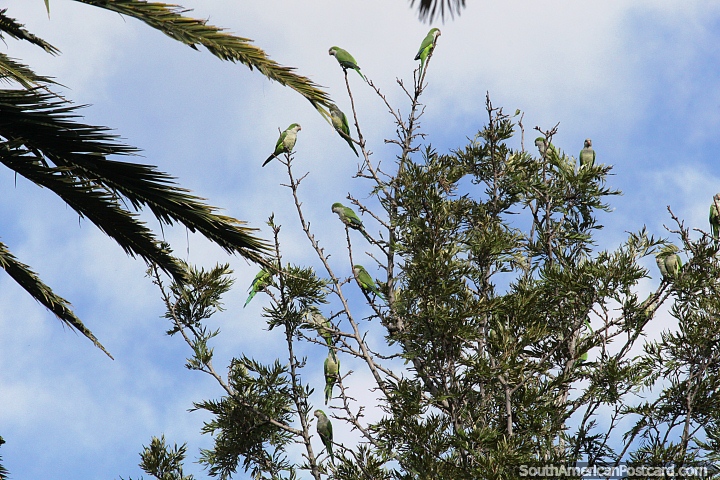 Family of parakeets up in a tree making much noise in Alegrete. (720x480px). Brazil, South America.