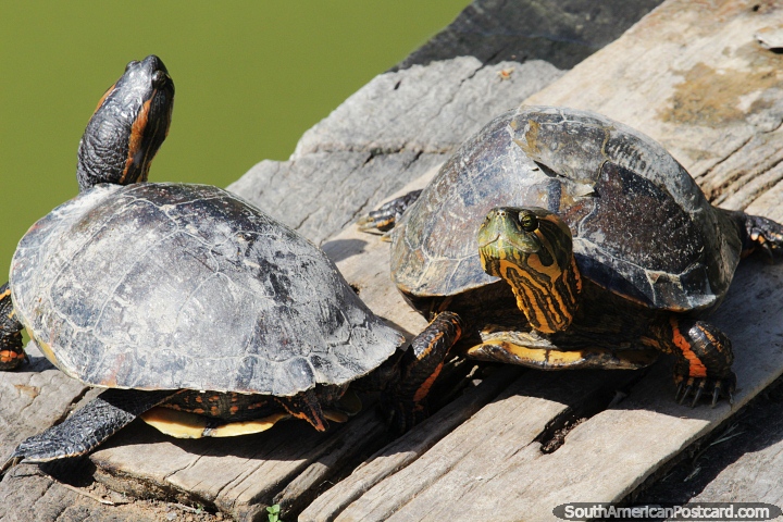 Pair of turtles in the lagoon at Ducklings Square in Alegrete. (720x480px). Brazil, South America.