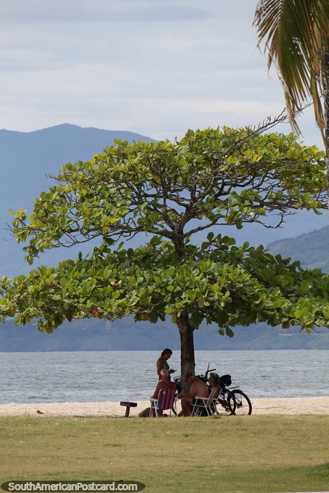 Beautiful tree full of green leaves in front of the central beach in Caraguatatuba. (480x720px). Brazil, South America.