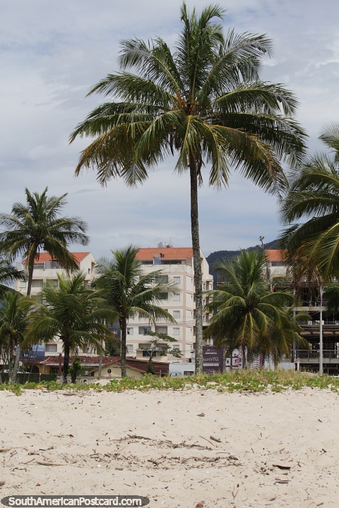 Palm tree on the beachfront with apartments behind in Caraguatatuba. (480x720px). Brazil, South America.