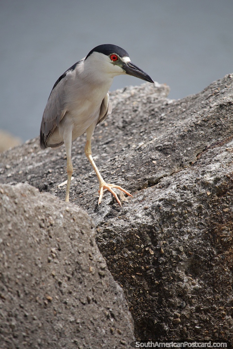 Sea bird on the rocks in Caraguatatuba. (480x720px). Brazil, South America.