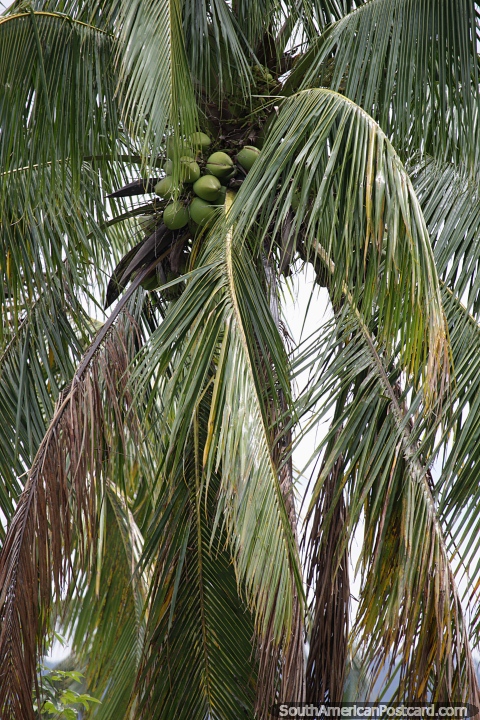 Coconut tree on the coast in Caraguatatuba. (480x720px). Brazil, South America.