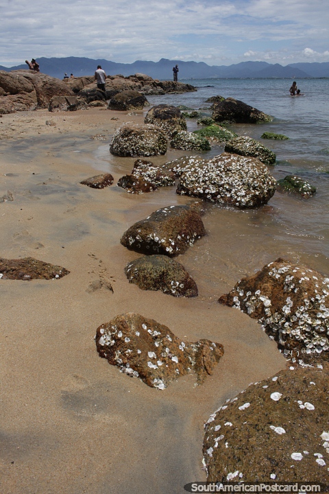 Los paisajes rocosos costeros son divertidos de explorar en Caraguatatuba. (480x720px). Brasil, Sudamerica.