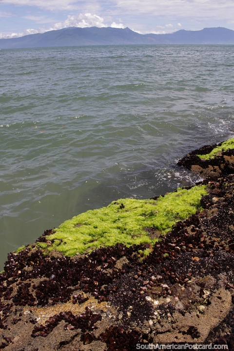 Slippery green seaweed growing on the rocks in Caraguatatuba. (480x720px). Brazil, South America.