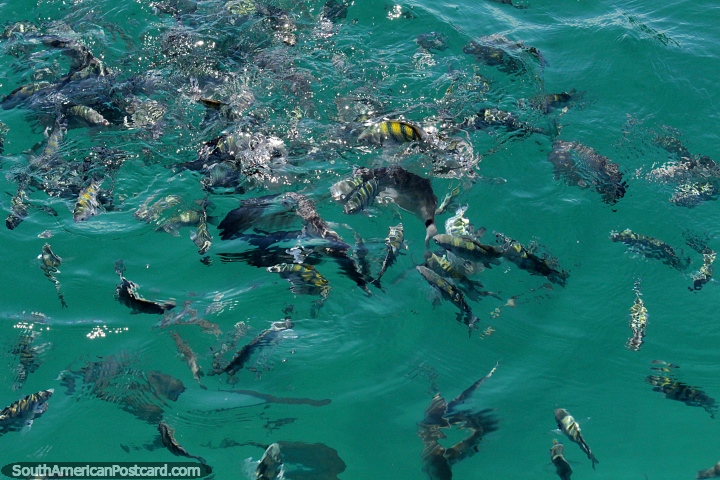 Hungry fish in the sea waters around the islands in Paraty. (720x480px). Brazil, South America.