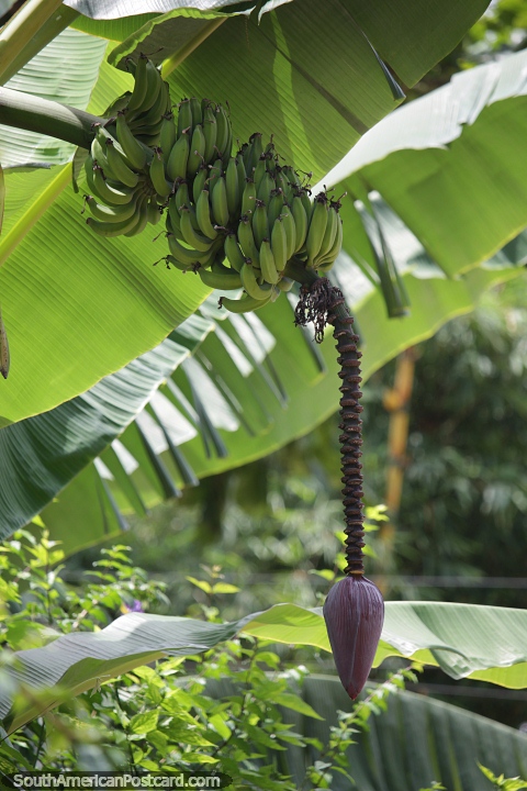 Bananeira com frutos sombreados sob grandes folhas crescendo na Ilha Grande. (480x720px). Brasil, Amrica do Sul.