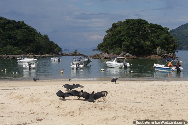 Black vultures dry their wings in the sun on the white sands of the beach on Ilha Grande. (720x480px). Brazil, South America.