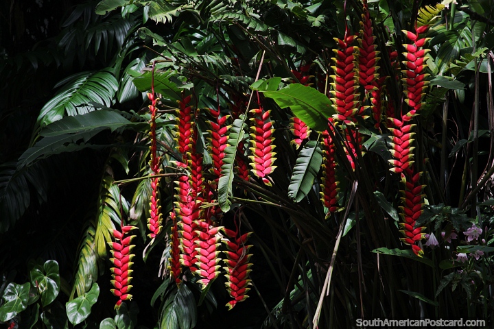 Red variety of Heliconia Metallica growing in Petropolis. (720x480px). Brazil, South America.