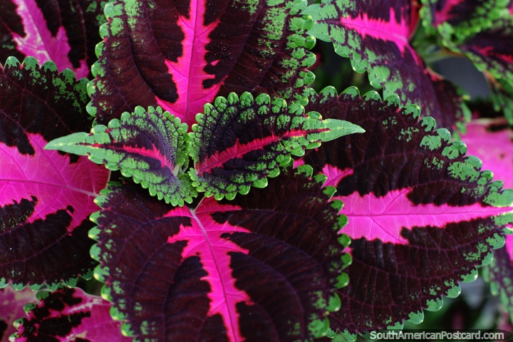 Coleus, planta de color rosa, burdeos y verde que crece en Petrpolis. (720x480px). Brasil, Sudamerica.