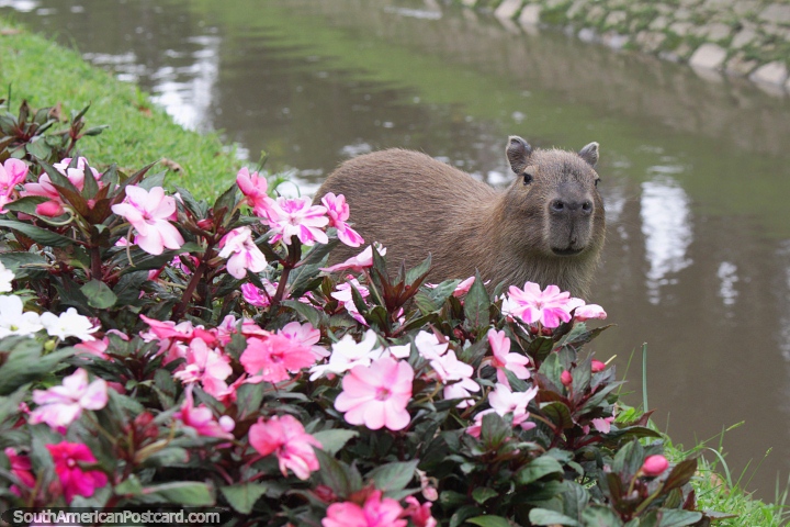 Capybara from a family of them living around the waterway and park area in Petropolis. (720x480px). Brazil, South America.
