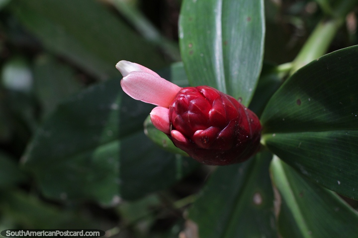 Planta crepe-gengibre, vermelha e rosa crescendo em Petrpolis. (720x480px). Brasil, Amrica do Sul.